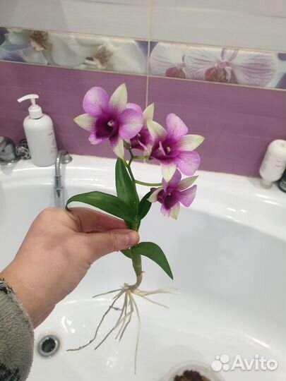 Дендробиум Polar Fire