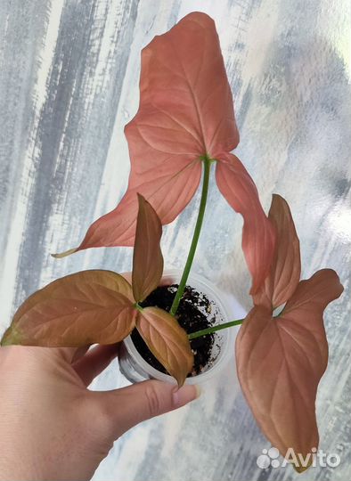 Сингониумы