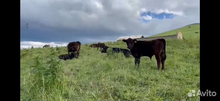 Крс Абердин Ангус