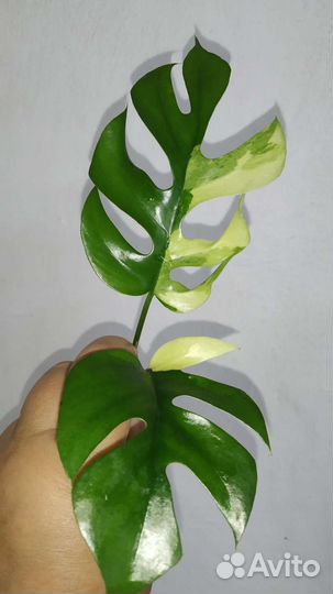 Рафидофоратетраспермавариегатная