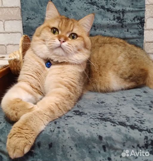Шотландский кот вязка