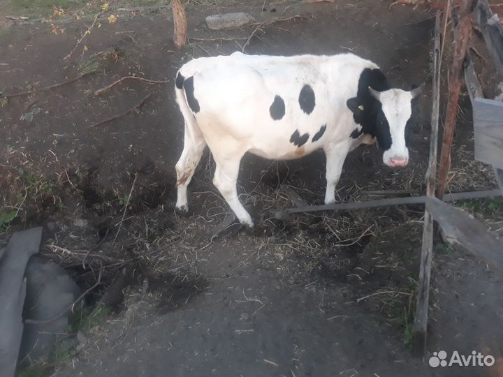 Быки и телки на мясо