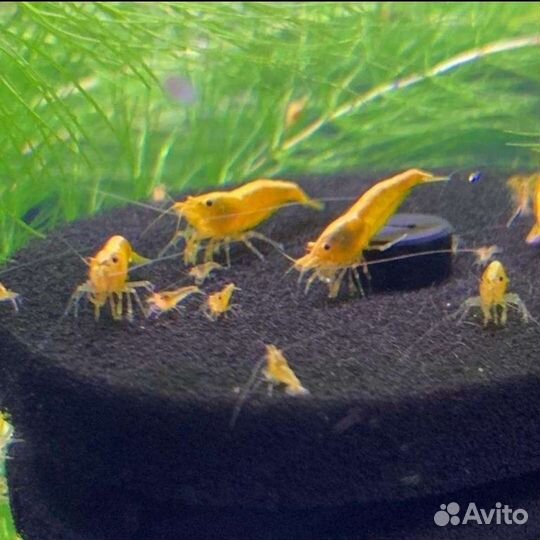 Креветка жёлтая неоновая 