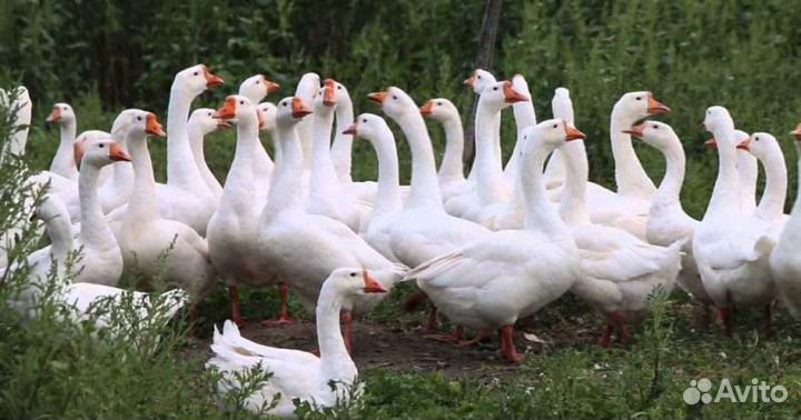 Яйца гусиные домашние для инкубатора