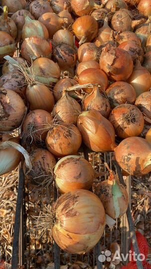 Лук репчатый