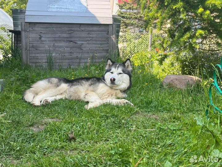 Добрый хаски пёс в дар