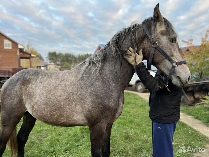 Орловские рысаки