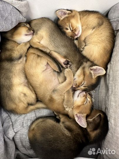 Абиссинские котята