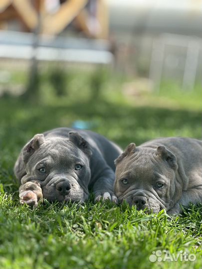 Американский булли щенки покет