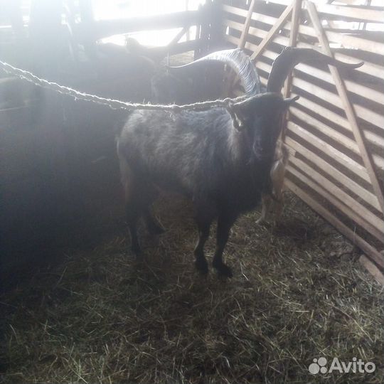 Козло-туры на племя
