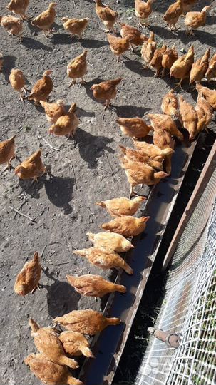 Куры породы редбро