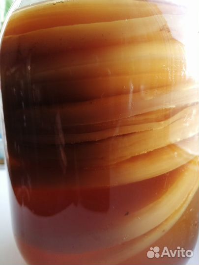 Чайный гриб. Комбуча