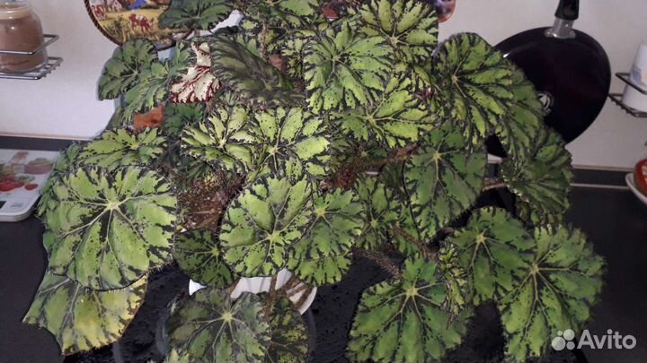 Пальма Драцена, Бегонии