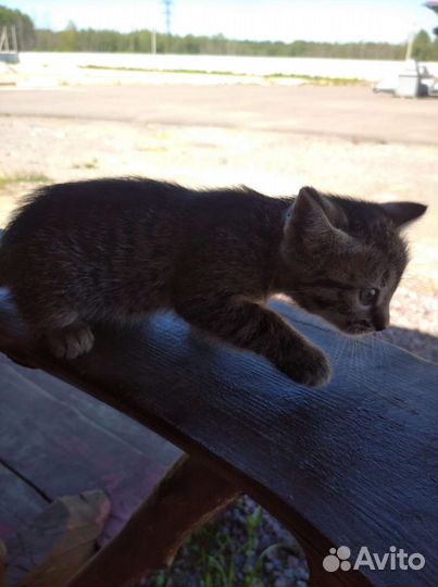 Отдам в добрые котята