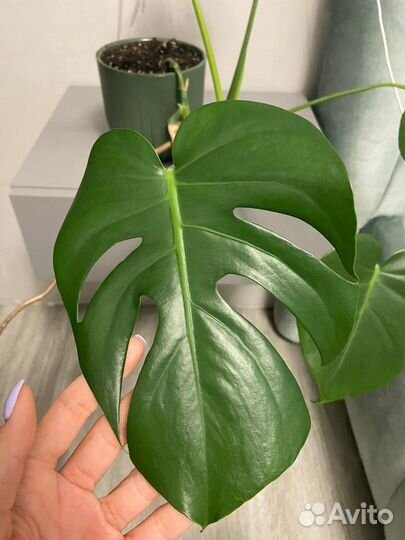 Монстера деликатесная, отростки в горшках