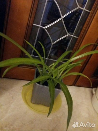 Хлорофитум