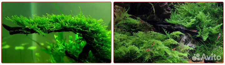 Мох, прополка: яванский, кристмас, плачущий