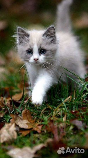 Разные котята