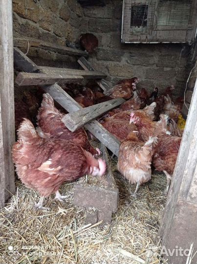 Куры несушки