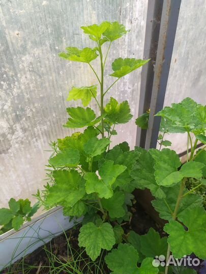 Саженцы красной смородины