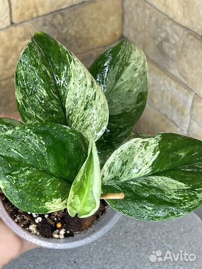 Сциндапсус treubii moonlight marble var