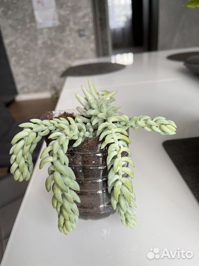 Очиток моргана