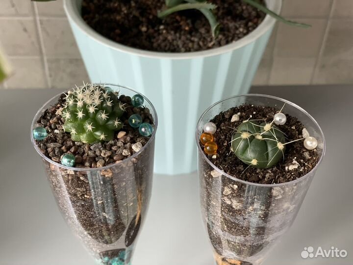 Кактус дизайнерский (часть 1)