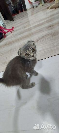 Шотландская вислоухая кошка бесплатно