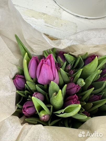 Тюльпан розница