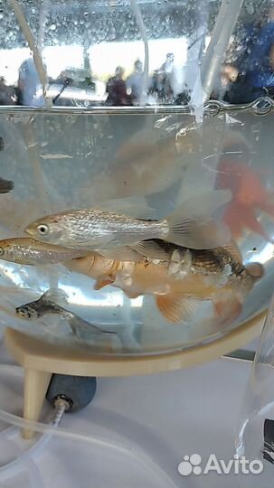 Вуалевый карп кои, карась комета