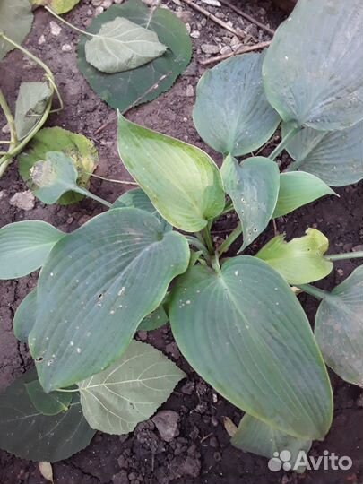 Хосты сортовые Курск