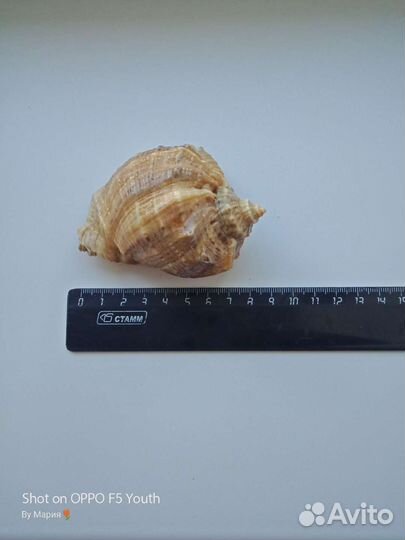 Ракушка морская