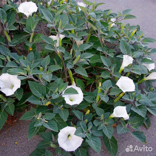 Семена интересного цветка Дурман садовый