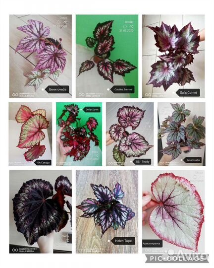 Бегонии сортовые