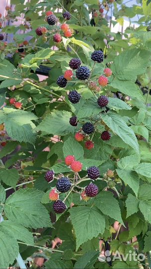 Саженцы ежемалины