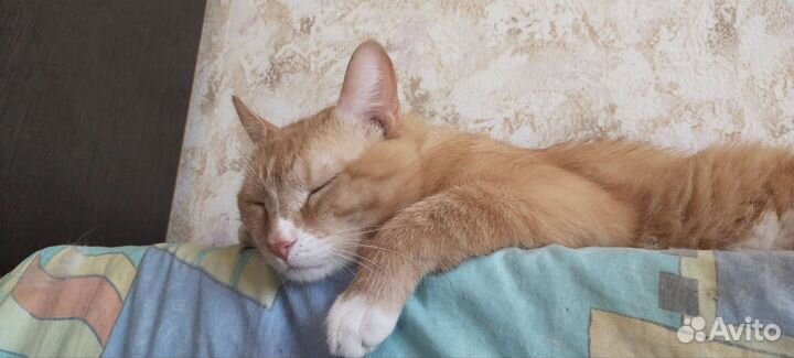 Кот ищет любящего хозяина