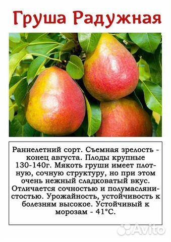 Груша саженцы