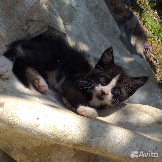 Котёнок бесплатно