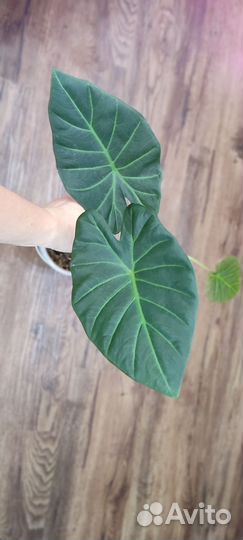 Алоказия Регал Шилдс