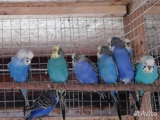 Попугайчики волнистики