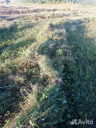 Cено степное (рулоны),костёр,житняк суданка