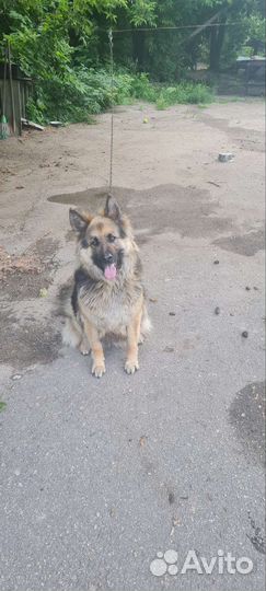 Отдаю помесь немки