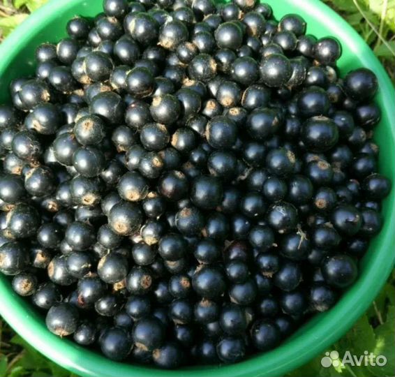 Саженцы черной и белой смородины