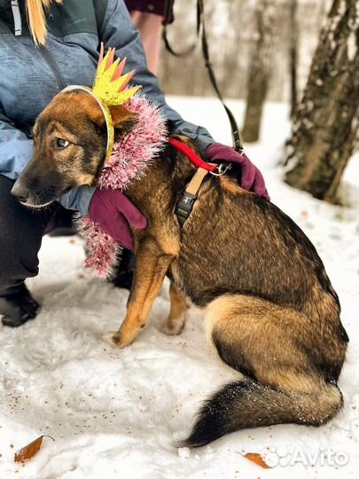 Ласковая и дружелюбная девочка грустит в клетке