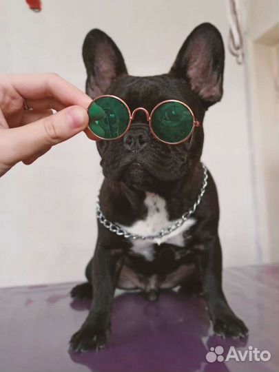 Груминг собак и кошек, Экспресс-линька