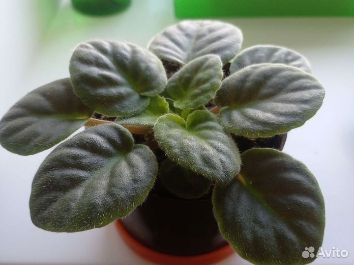 Фиалка в горшках