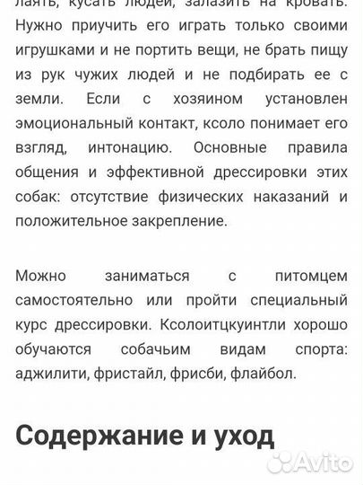 Маленькая собака ксоло