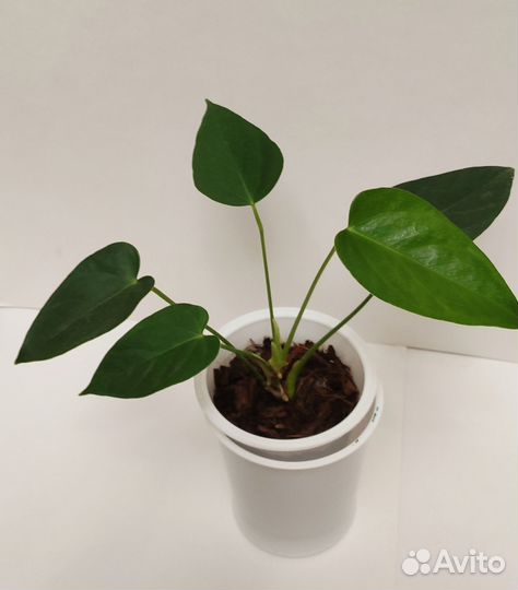 Антуриум белый