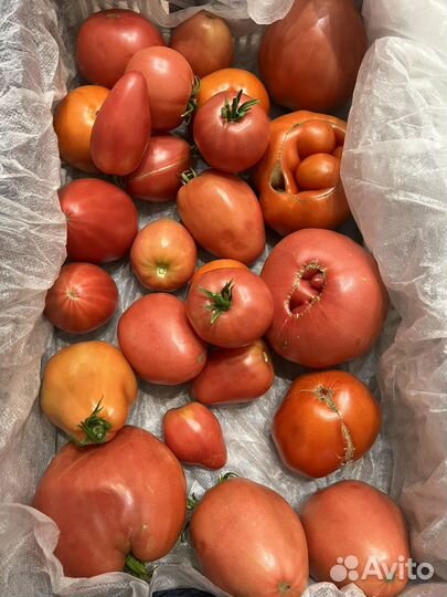 Помидоры домашние