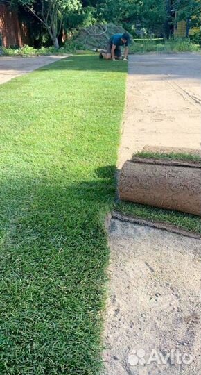 Рулонный газон 